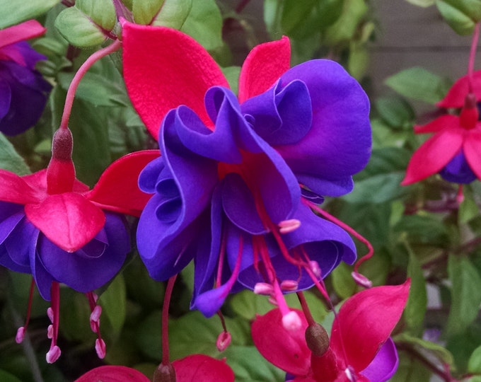 Fuchsia Dark Eyes 1 Live Plant 1 Gallon Pot