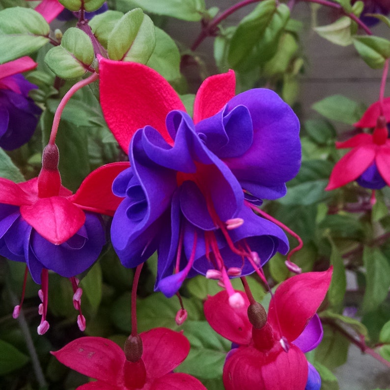 Fuchsia Dark Eyes 1 Live Plant 1 Gallon Pot image 1