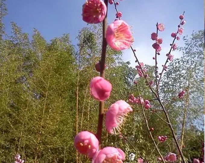 Prunus mume ‘Dawn'- 2 to 3 Feet Tall - Grafted Tree - Ship in pot