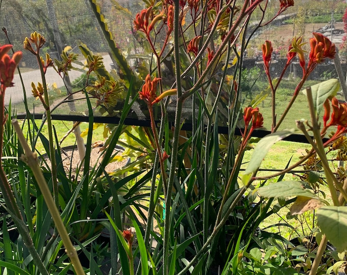Anigozanthos Velvet Amber 1 Live Plant  Ship in 6" Pot