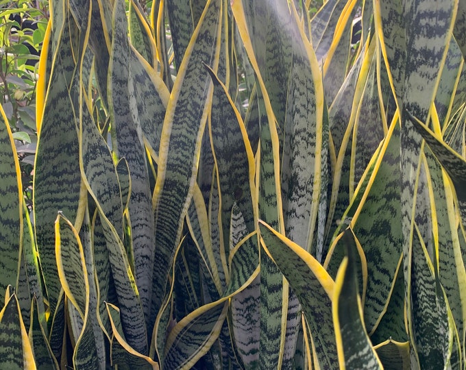 Snake Plant Variegated (Sansivieria Trifasciata) Live Plant ship in 3 Gallon Pot