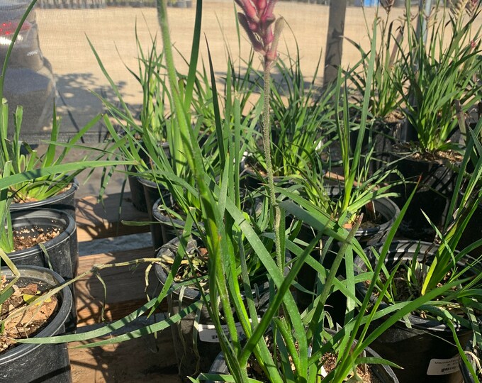 Kangaroo Paw Pink (Anigozanthus)  Ship in 6" Pot