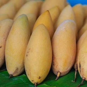 Mango Nam Doc Mai - Mango tailandés - De 30 a 60 cm de altura - Se envía en maceta de 11 litros