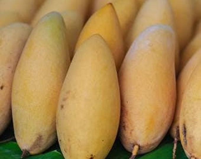 Nam doc mai mango tree  - thai mango - 1 to 2  feet tall -  ship in 3 gal pot
