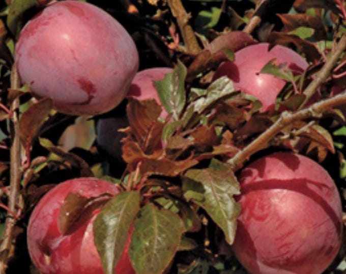 Plum Hollywood -  4-5 ft- ship in 3gal pot