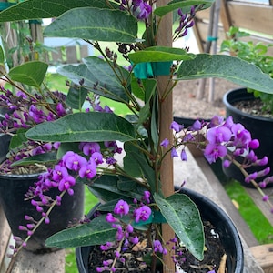 Hardenbergia Violacea ‘Happy Wanderer’ vine 6&quot; pot