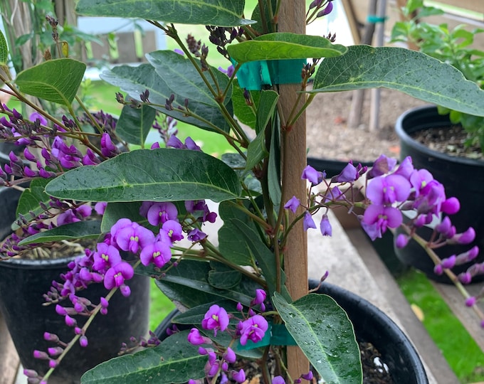 Hardenbergia Violacea ‘Happy Wanderer’ vine 6" pot