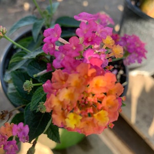 Lantana Rose  Ship in 6&quot; Pot
