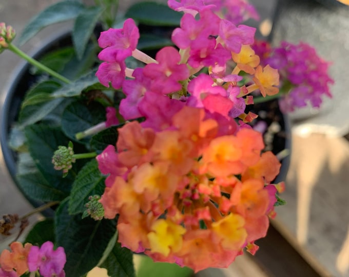 Lantana Rose  Ship in 6" Pot