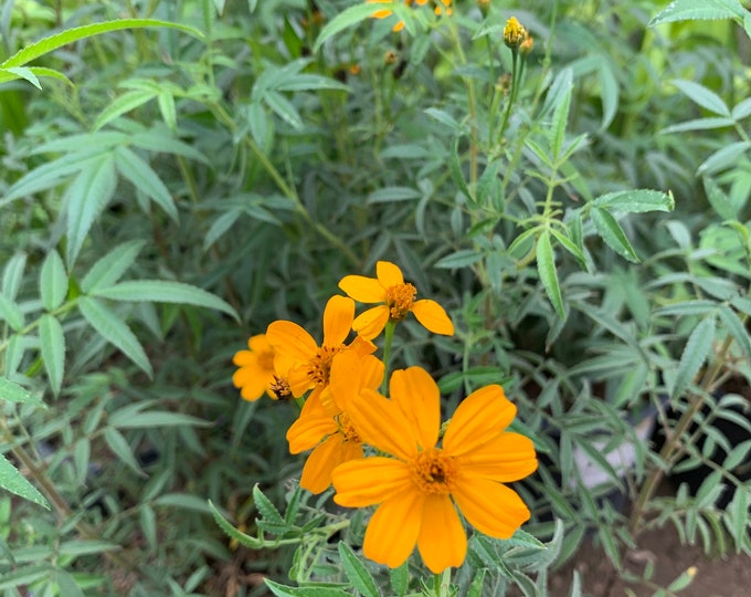 Tagetes Lemonii (Mexican Bush Marigold) 1 Live Plant  Ship in 6" Pot