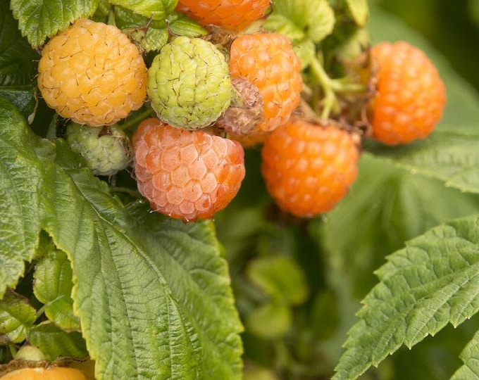 Fall Gold Raspberry - 1 feet tall - Ship in 6" pot