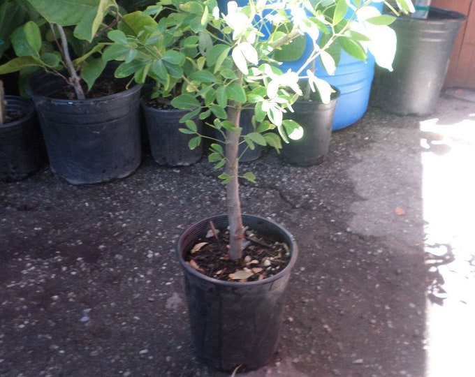 Guamuchil pithecellobium dulce - 1 plant -  2 to 3  feet tall - ship in 3 gal pot