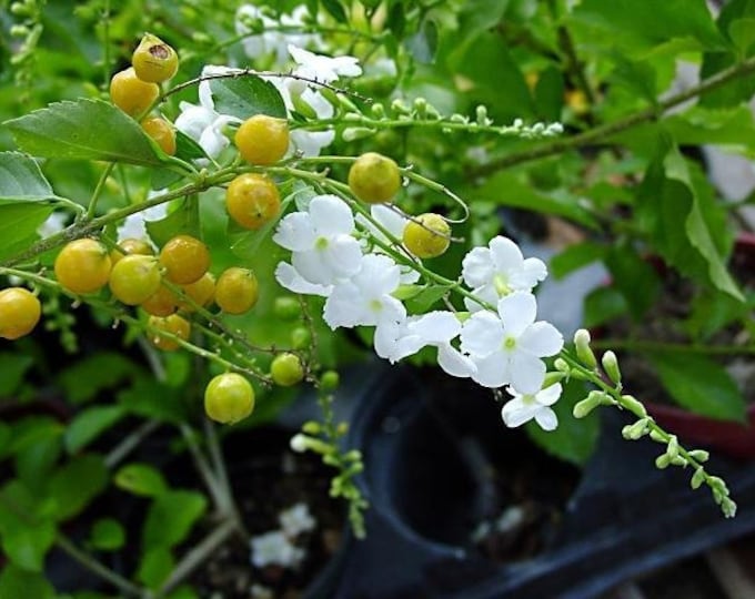 Duranta White Live Plant 6” Pot