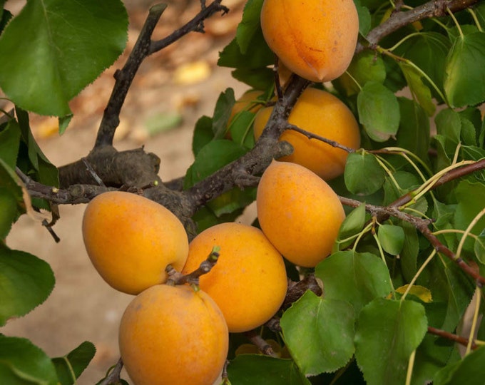 Apricot 'Golden Amber' Tree - 2 to 3 Feet Tall - Ship in 1gal pot