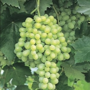 Thompson seedless grape -  1 plants - 1 feet fall -  ship in 6&quot; pot