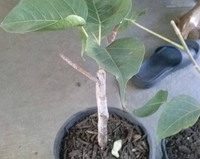 Bodhi plant ficus religiosa - cây bồ đề - 2 to 3  feet - ship in 3 gal pot