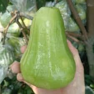 Mận an thái xanh - an thái wax apple - 1 to 2  feet tall - ship in 3gal pot