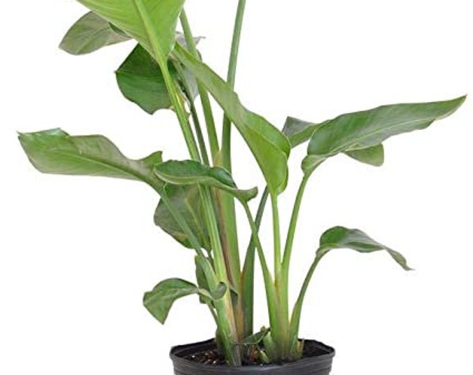 Giant Bird of Paradise (Stretlizia Nicolai) - Multiple Trunks - 2 to 3 Feet Tall  3 Gallon Pot