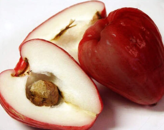 Malay Apple -  1 Plant - 2 to 3 Feet Tall - Ship in 3Gal Pot