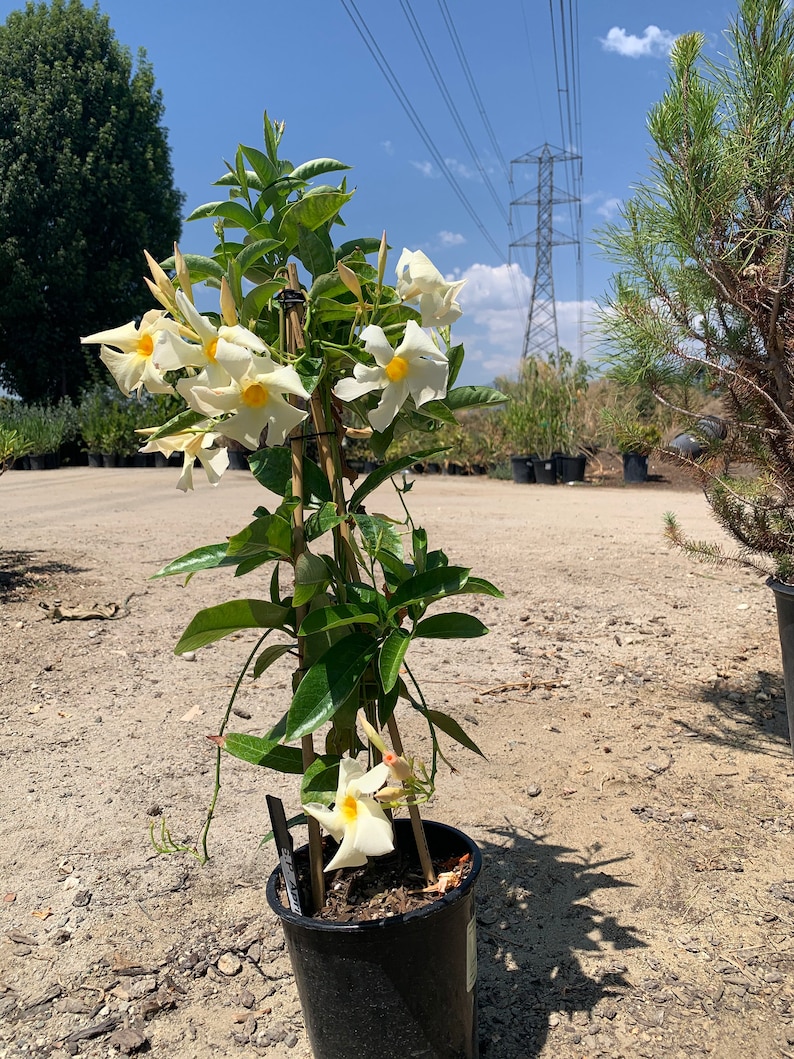 PlantNation111 Mandevilla Sun Parasol