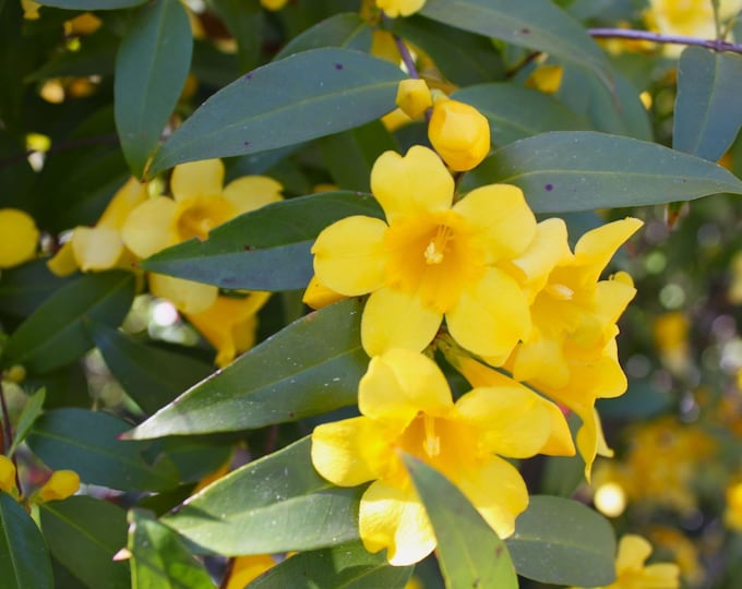 Carolina Jasmine vine- 1-2 ft tall ship in 1gal pot