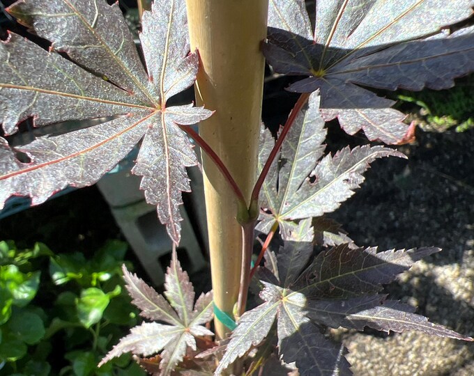 Tronpenburg Japanese Maple- 1 Live Plant  Ship in 6" Pot