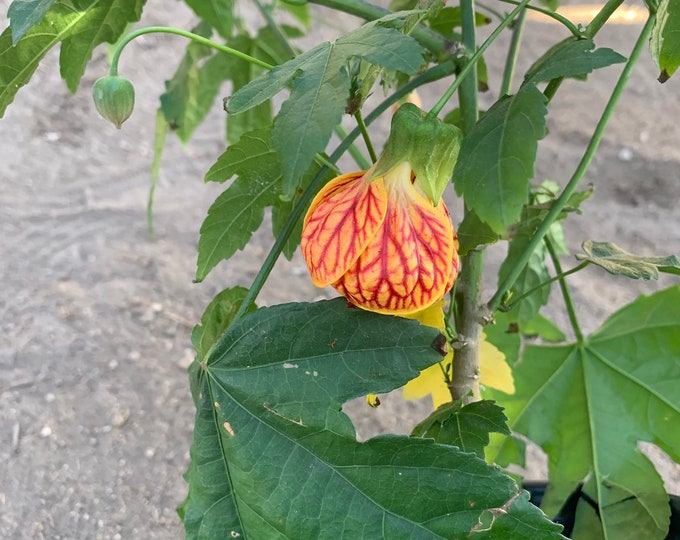 Abutilon ‘Tiger Eye’ - 2 to 3 Feet Tall - Ship in 3Gal Pot
