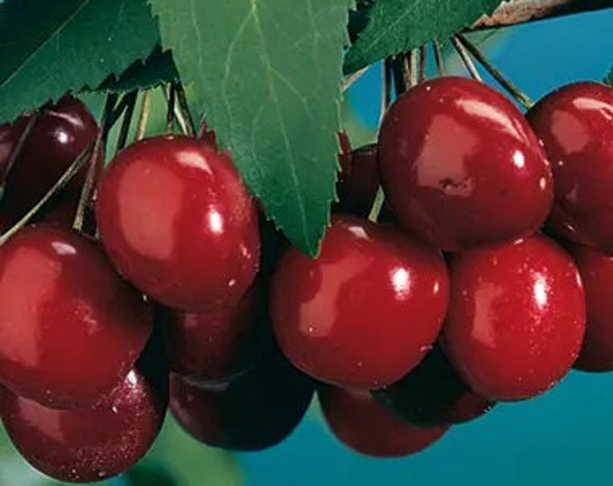 Black Tartarian Sweet Cherry Tree - 3 to 4 Feet Tall  - Bigger Trunk - Ship in 3Gal Pot