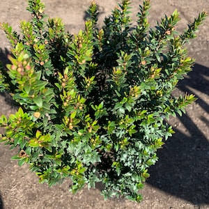 Myrtus Communis Compacta 1 live Ship in 6 Pot image 1