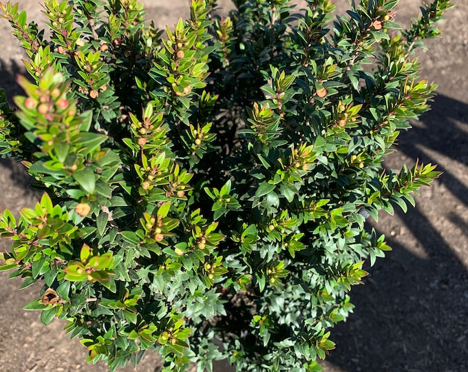 Myrtus Communis Compacta 1 live  Ship in 6" Pot