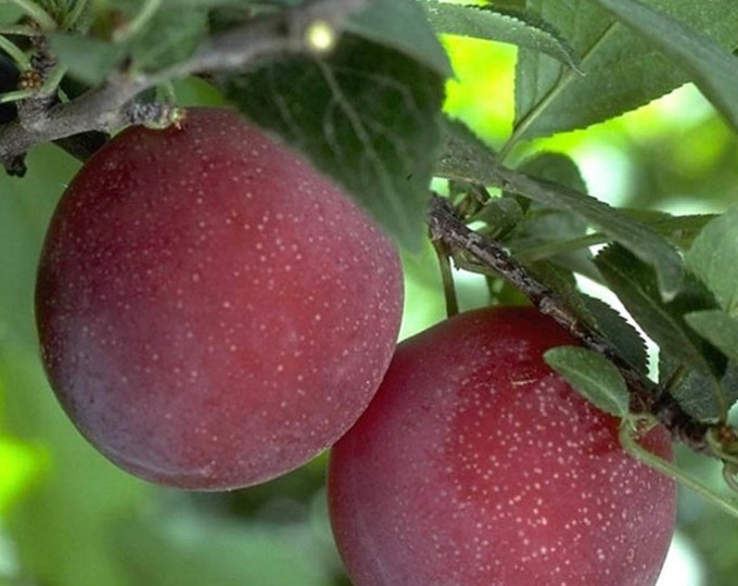 Plum ‘beauty’ - 2 Feet Tall ship in  pot