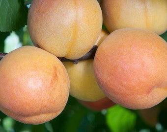 Gold Kist Apricot  - 3 to 4 Feet- Ship in 3Gal Pot