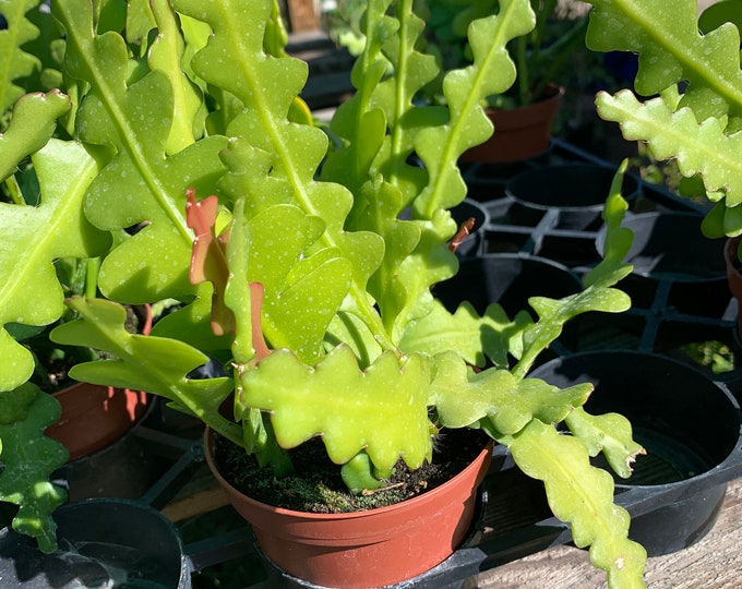 Epiphyllum Anguliger ( Zig Zag Cactus) 3” pot