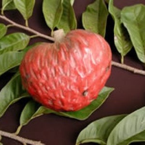 May include: A ripe, red fruit with a textured surface, possibly a custard apple, rests on a bed of green leaves and a brown stem. The fruit is heart-shaped and surrounded by lush foliage, creating a natural, organic composition.
