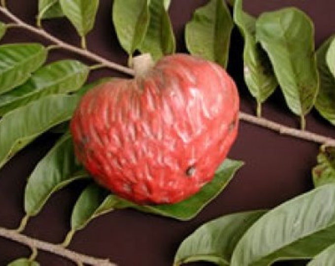 Red Custard Apple -  1 Plant - 2 to 3 Feet Tall - Ship in 3Gal Pot