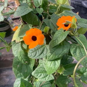 Orange Thunbergia Alata Vine  Ship in 6&quot; Pot