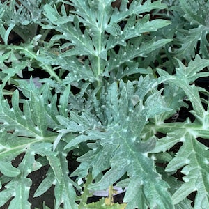 May include: Close-up of a green leafy plant with a textured surface. The plant has a silvery-green hue and is growing in a pot.