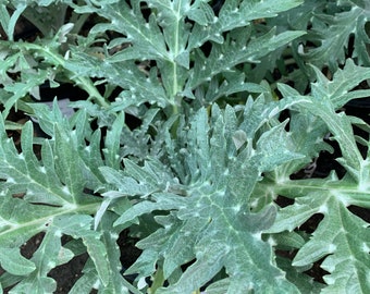 GreenGlobe Artichoke (Cynara Scolymus) Live Plant - 1 Starter - 4" Tall Ship in 3" pot