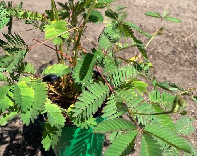 Sensitive Plant - live plants in 4” pot