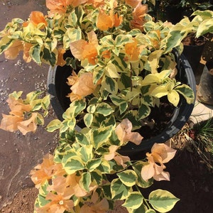 May include: A potted bougainvillea plant with variegated leaves and peach-colored flowers. The plant is in a black pot and is sitting on a brown surface.