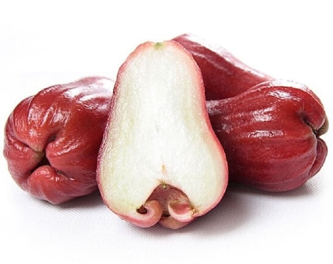 Mận  đỏ an phước - an phước wax apple - 1 to 2  feet tall - ship in 3gal pot
