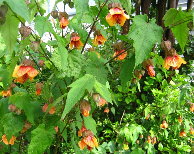 Abutilon ‘Apricot’ - 2ft tall -Ship in 3Gal pot