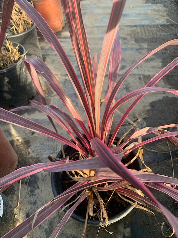 Cordyline 'electric Pink' Ship in 6" Pot - Etsy Denmark