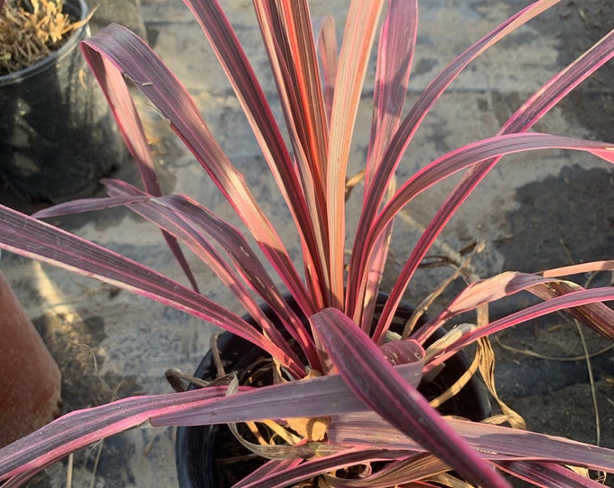 Cordyline ‘Electric Pink’  Ship in 6" Pot
