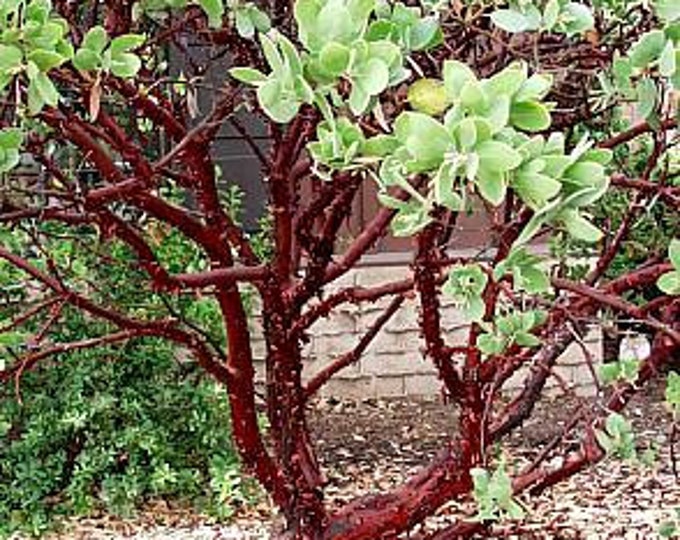 Dr. Hurd manzanita (Arctostaphylos manzanita 'Dr. Hurd') - 1 Plant 1 to 2  Feet Tall - ship in 3Gal pot