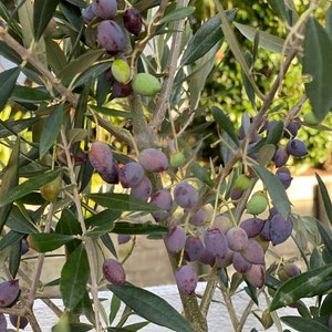 May include: Close-up of a branch of an olive tree with green leaves and ripe purple olives.