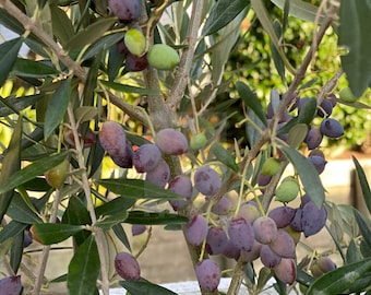 Olive Frantoio  - 2  Feet Tall - Ship in 6" Pot