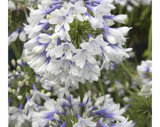 Agapanthus Indigo Frost 1 Live Plant  Ship in 6" Pot