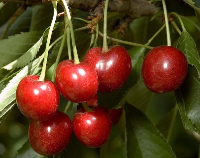 Cherry 'Minnie Royal' -  3 to 4  feet tall - grafted tree - bigger trunk - ship in 3gal pot