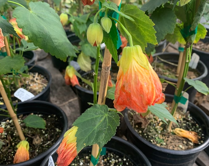 Abutilon ‘Victor Reitor’ 1 feet tall 1 gallon pot